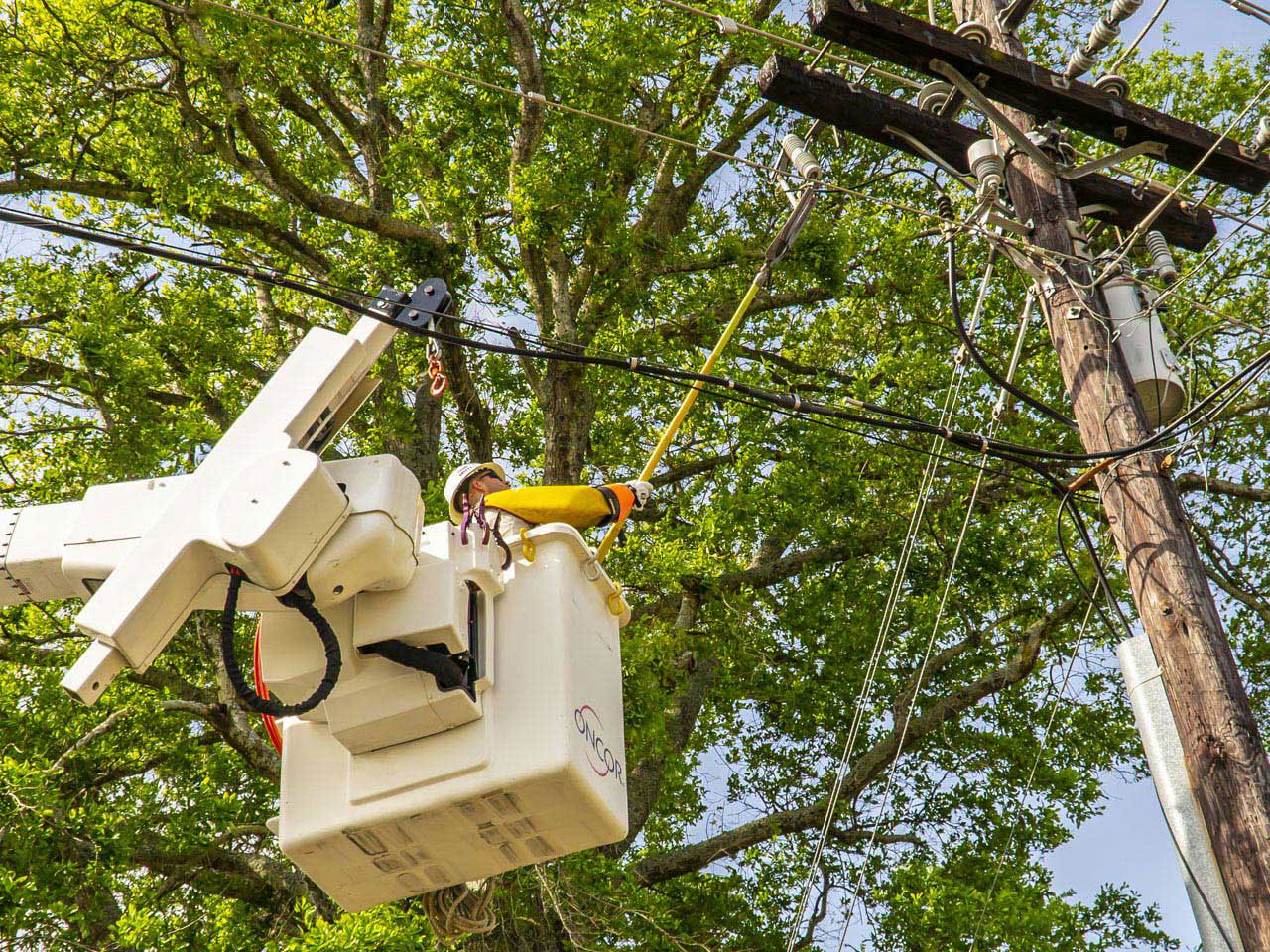 Oncor New Construction Tree Pruning